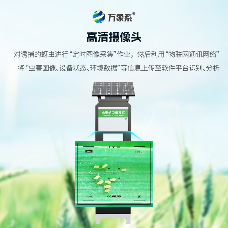 小麥蚜蟲在線監測系統，小麥病害防治的利器之一